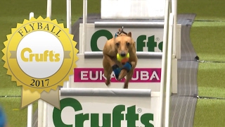 Is This The Fastest Flyball Dog at Crufts Ever [upl. by Alebasi]