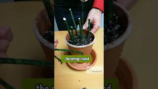 Sansevieria Fernwood Propagation [upl. by Alenoel]