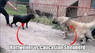 Rottweiler attacks the wrong dog [upl. by Ataymik685]