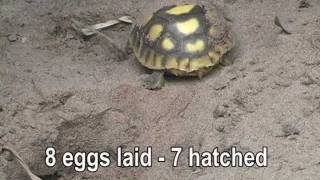 Gopher Tortoise Hatching [upl. by Fogg]