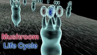 Life Cycle of Mushrooms in the Phylum Basidiomycota [upl. by Farlee253]