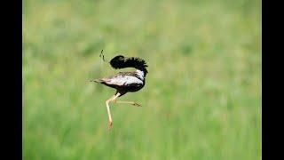 Lesser Florican [upl. by Finella]