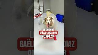 Le chien de GAËLLE GARCIA DIAZ ATTAQUÉ par 4 chiens [upl. by Barbie]