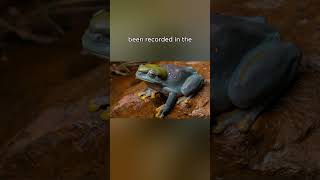 Green Tree Frog Has Rare Genetic Mutation Turning it Blue [upl. by Eriam]