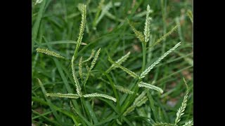 Common plants Scientific name Eleusine indica  Family Poaceae [upl. by Gnuh]