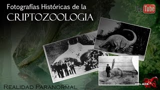 TOP FOTOGRAFIAS REALES DE CRIATURAS DESCONOCIDAS CRIPTOZOOLOGIA VI OxlackCastro [upl. by Atinej941]