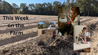 Installing Drip Irrigation Spreading Mulch and Processing Chickens [upl. by Tabatha]