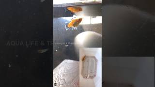 Platy fish giving birth 2024😍🧡 [upl. by Gwenny24]