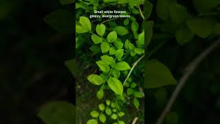 Satinwood Plant shorts shortsfeed ytshorts nature green plants didyouknow garden savegreen [upl. by Dode]