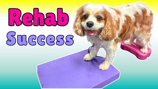 Senior Cavalier King Charles Spaniel Rehab for Chiari Malformation  Canine Rehabilitation Exercises [upl. by Timotheus]