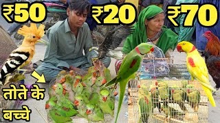 तोते ही तोते ₹20₹30 से शुरू पहाड़ी तोते  Reasonable price parrot market in india babyparrotlalki [upl. by Laehcim]