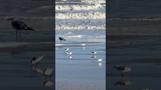 Incoming Tide Shorebirds [upl. by Cleavland]