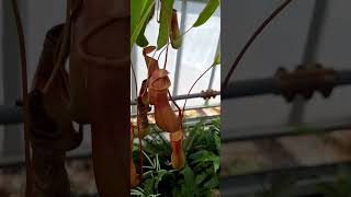 Nepenthes Ventrata looks beautiful  Planting Fields Arboretum State Historic Park [upl. by Fauver]