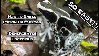 How To Breed Poison Dart Frogs Dendrobates Tinctorius [upl. by Aidin]