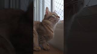 cat pedigree butterfly shortvideo gatointeligente cute afrodite [upl. by Baskett]