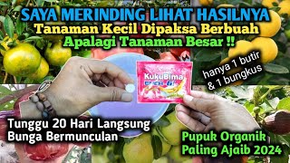 Sampai Merinding Lihat Hasilnya Tanaman Kecil Berbuah Lebat Apalagi Tanaman Besar‼️ [upl. by Ronny]