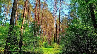 Relaxing Forest Birdsong Nature Sounds for Sleeping  Calm Bird Singing  Nature Sounds [upl. by Kacerek]