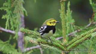 Blackthroated Green Warbler in Maine [upl. by Dyer]