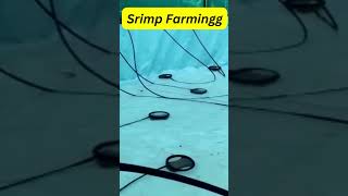 Shrimp Farming in BioFloc Culture  Water Preparation amp Aeration Placement in Tank [upl. by Schriever926]