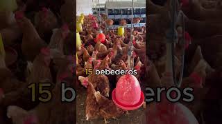 ¡1000 GALLINAS PONEDORAS ¿Qué necesitas [upl. by Natsreik]