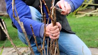 How to Prune a Tree Peony [upl. by Morganica679]