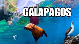 The Best Galapagos Cruise That is Worth the Money [upl. by Floris850]