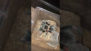 Brachypelma Auratum feeding [upl. by Leissam840]