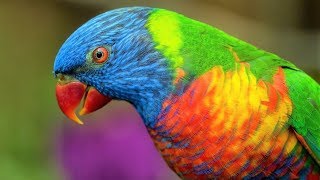 10 Most Beautiful Lorikeets on Planet Earth [upl. by Conte]