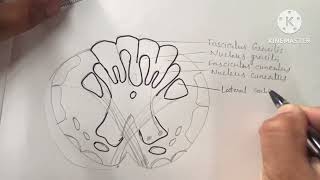 Transverse section of Medulla Oblongata at the level of pyramidal decussation [upl. by Edniya]