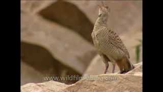 Grey Partridge calling loudly from atop a rock [upl. by Lehmann]