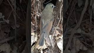 Quail mother find of babies [upl. by Yelnet]