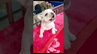 Dog voice dogvoice trending comedy viralvideo funny popular public [upl. by Corrie]