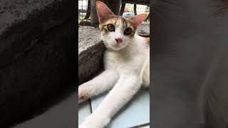 I’m Cali moreviews cat moresubscribers catlover cute adoptdontshop rescuecats [upl. by Banerjee]