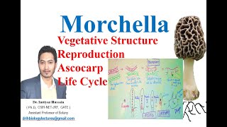 Morchella or Morels or Guchhi Vegetative Structure Ascocarp Reproduction Life cycle [upl. by Thynne]