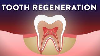 Can We Regenerate Our Teeth [upl. by Yttap]