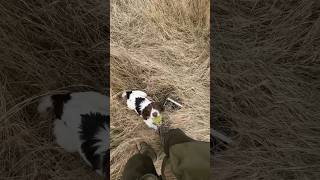 Springer Spaniel puppy hunting gundogtraining birddog [upl. by Nap584]