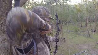 Fallow Deer Hunting NSW Australia [upl. by Reider555]