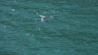 Hectors Dolphin 12 Mar 2019 off Akaroa New Zealand [upl. by Adnara]