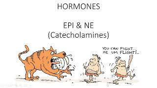 EPINE  Catecholamines [upl. by Deragon]