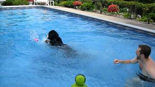 Bernese Mountain Dog Swimming  First leap in [upl. by Bartlet]