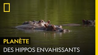 Pourquoi lhippopotame estil une espèce invasive en Colombie [upl. by Eltrym]