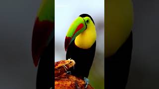 How Toucans Carry Their Massive Beaks 🦜facts birds wildlife [upl. by Nonrev]