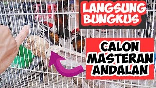 CARA MEMILIH BURUNG PELATUK BAWANG YANG BAGUS DI OMBYOKAN [upl. by Attenhoj]