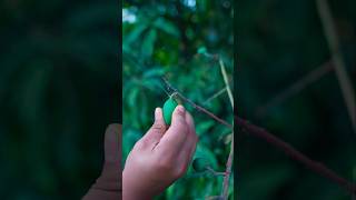 കണ്ണിമാങ്ങാ അച്ചാർsaranyasbeautyvlogs [upl. by Pauly]