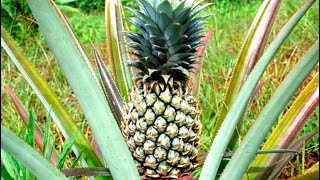 COMMENT FAIRE POUSSER UN ANANAS 🍍bouturer [upl. by Mahseh349]