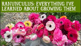 RANUNCULUS Everything Ive learned over 4 years growing them Pre sprouting planting frost [upl. by Michigan]