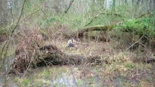 rabbit hunting running cottontails in the rain with beagles [upl. by Waterman]