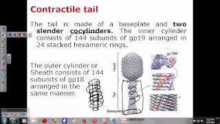 T4 phage structure [upl. by Inahet]