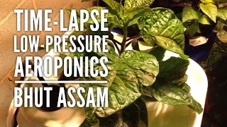 Time Lapse of Bhut Assam in DIY low pressure aeroponics system [upl. by Alphonsine]