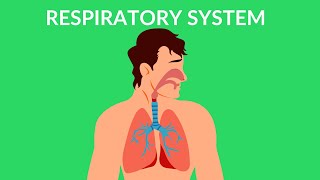 Respiratory System  How we breathe  Video for kids [upl. by Plath]